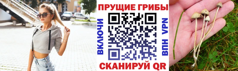 Псилоцибиновые грибы Psilocybine cubensis  Купить где  Перевоз 
